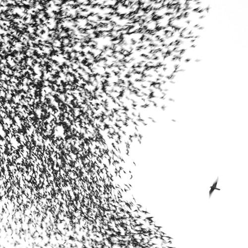 WILCO - SKY BLUE SKY Vinyl LP
